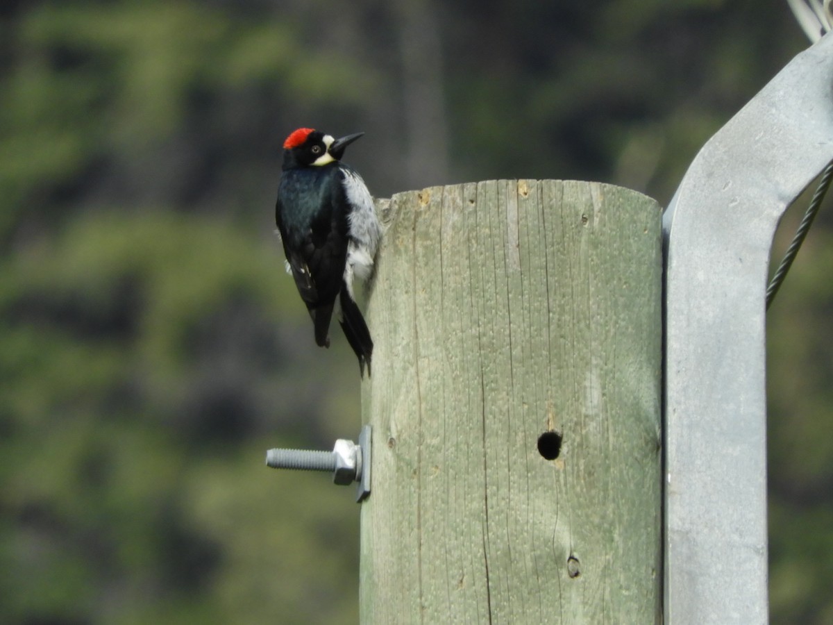 Acorn Woodpecker - ML347659701