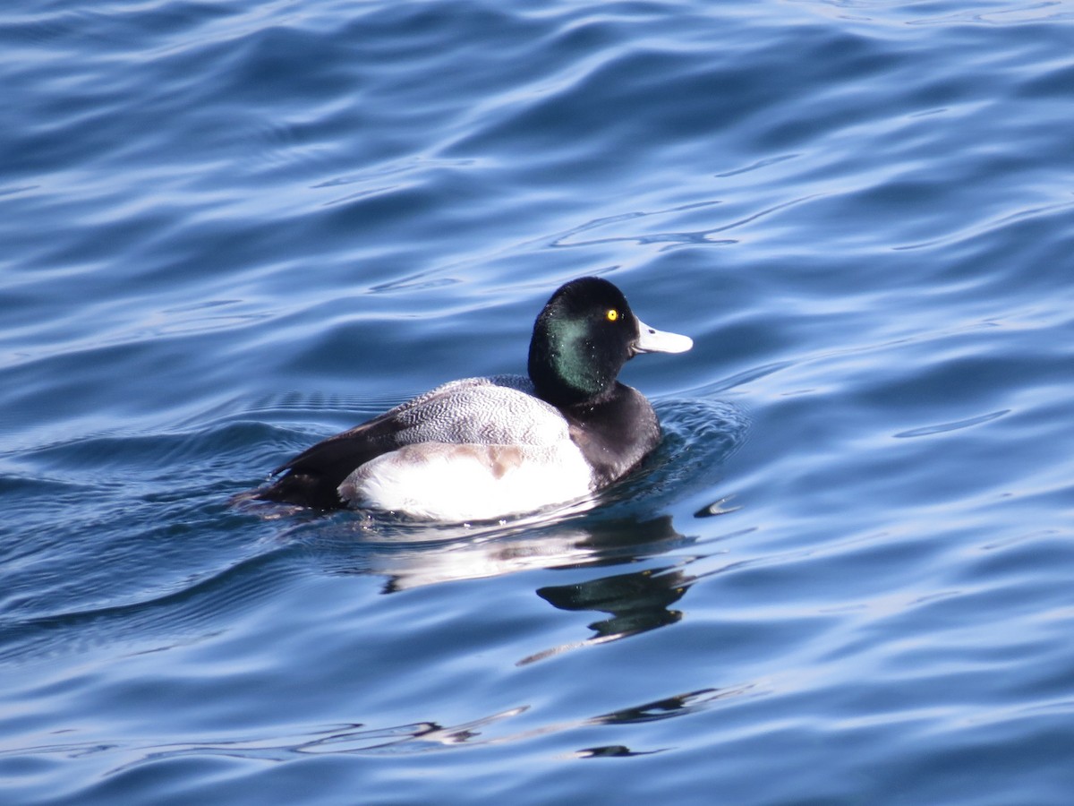 Greater Scaup - ML347659741