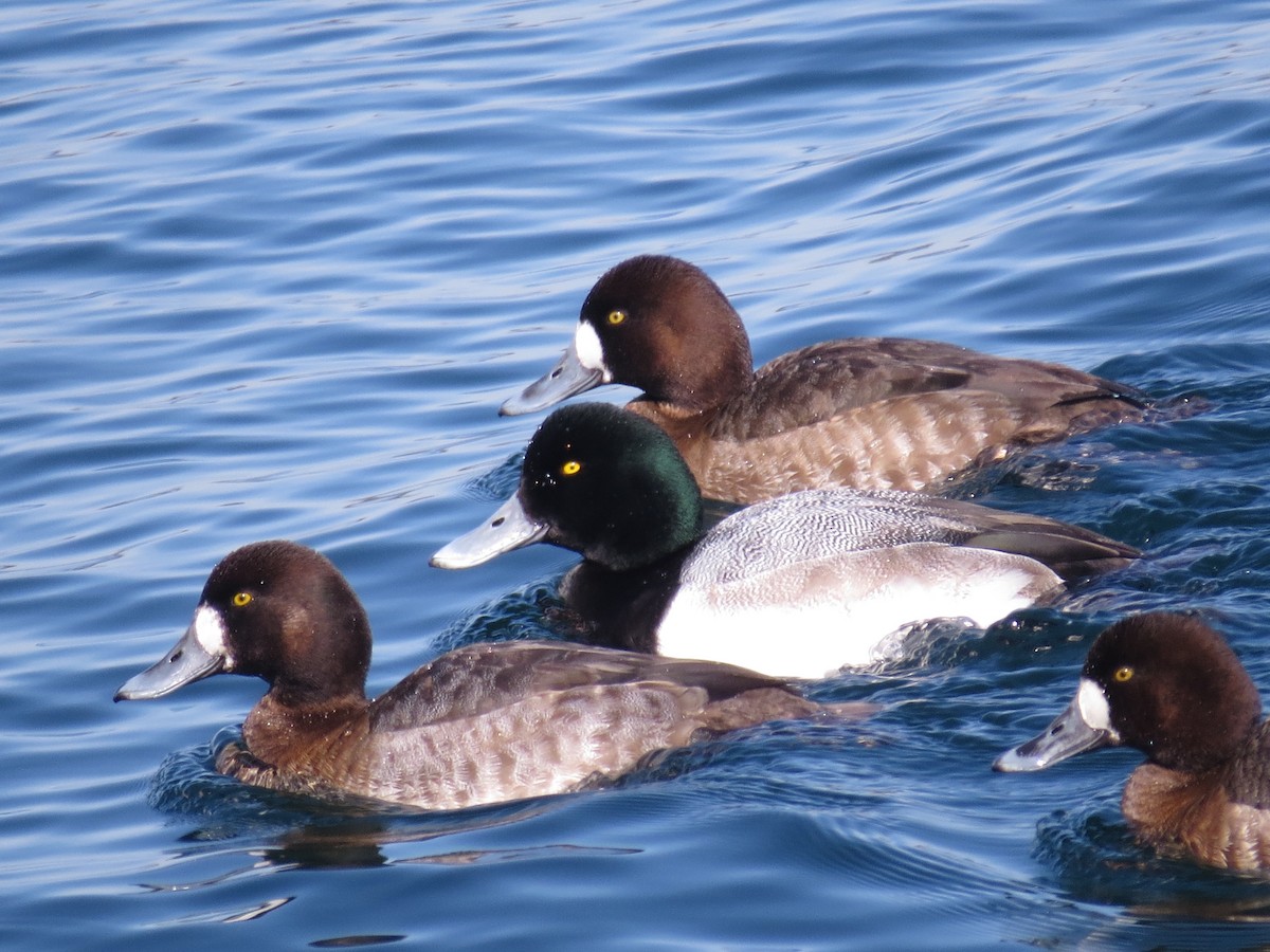 Greater Scaup - ML347659831