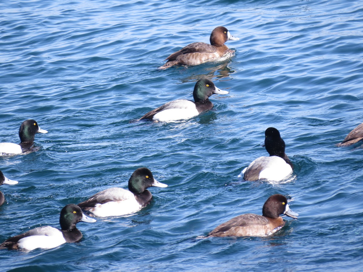 Greater Scaup - ML347659941