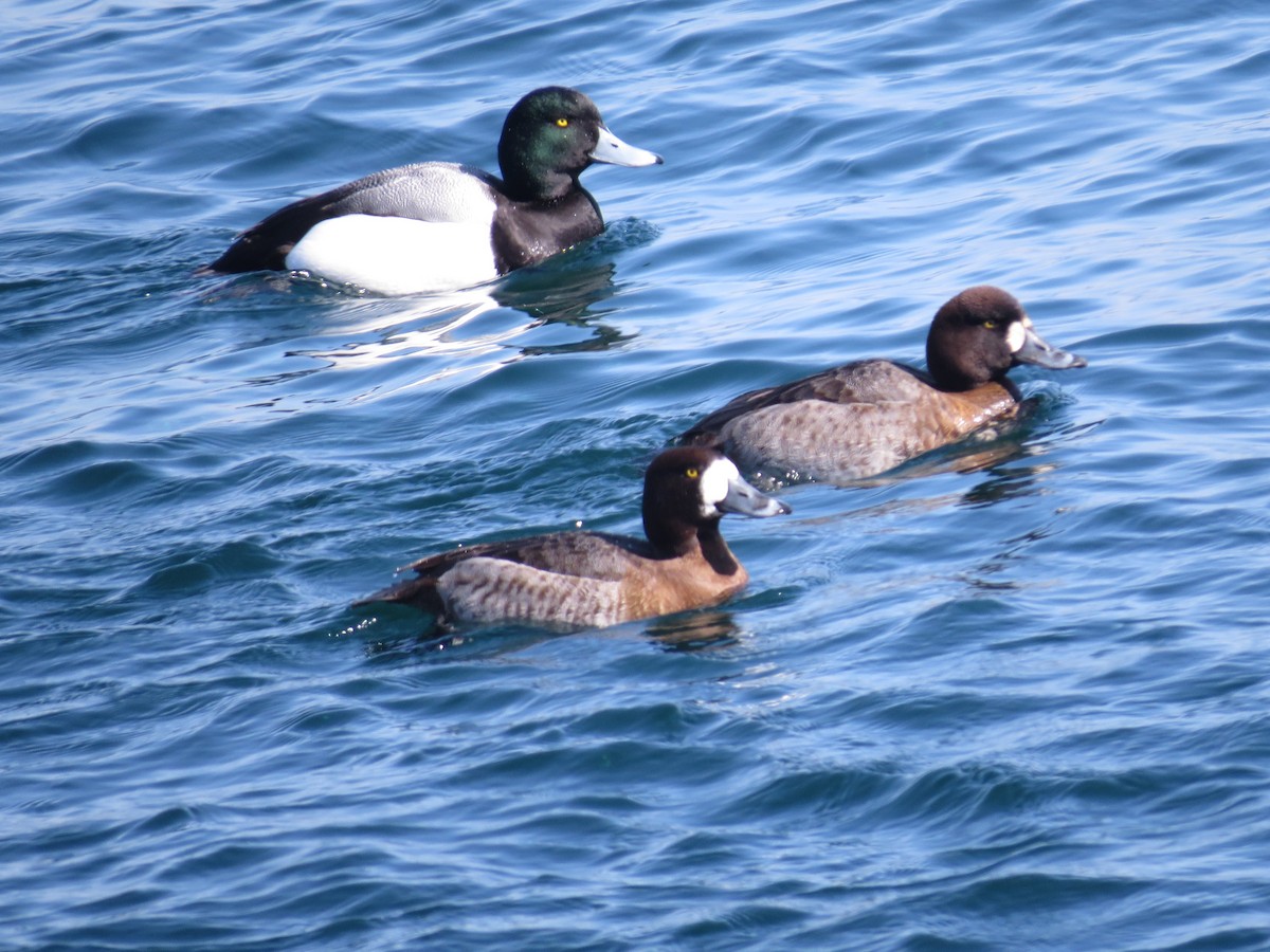 Greater Scaup - ML347660501