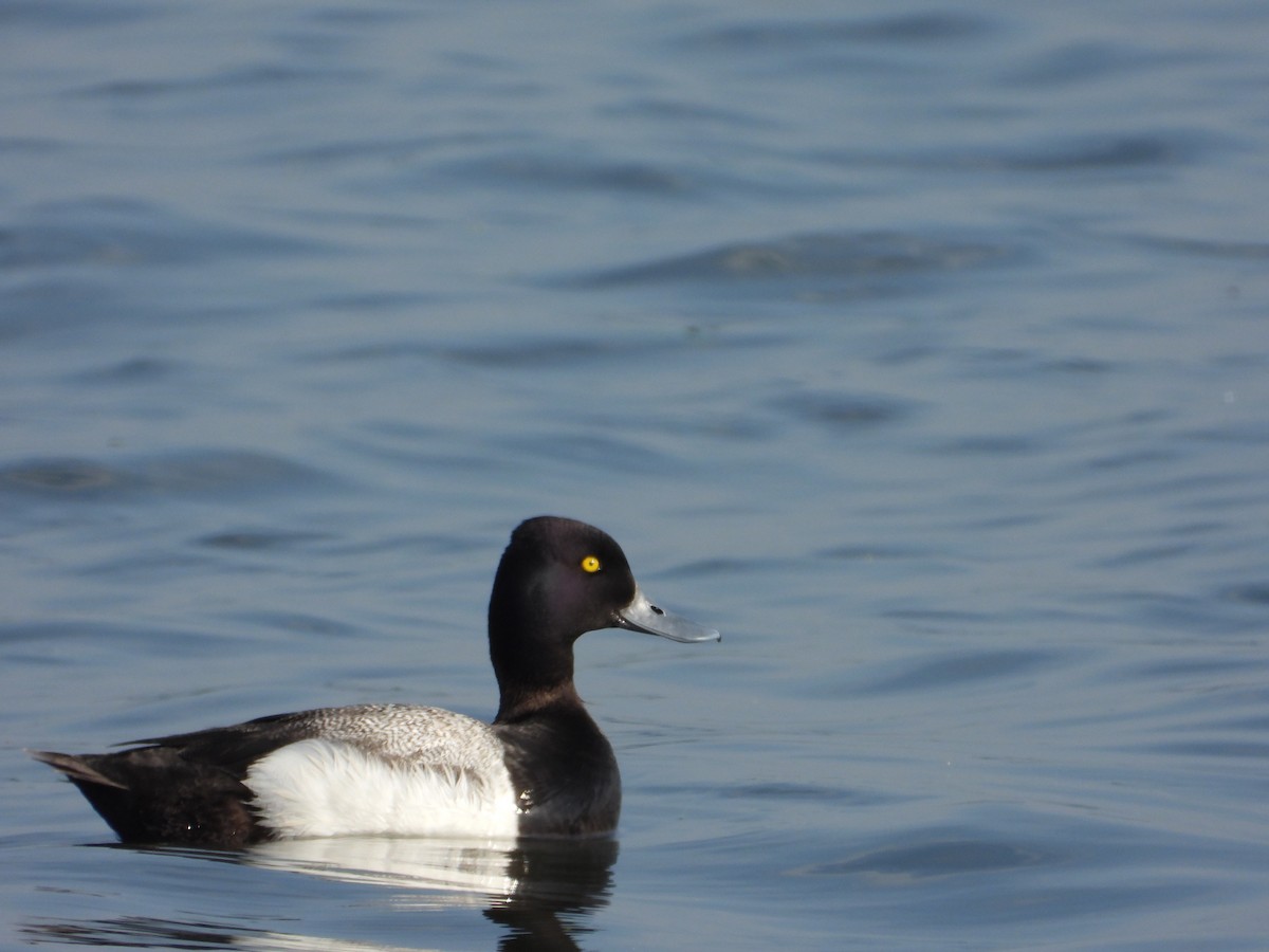 Lesser Scaup - Ben Yeasting