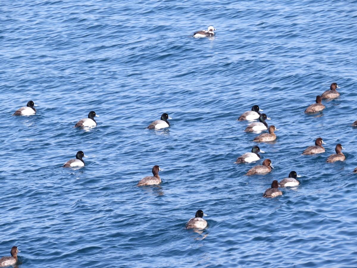 Greater Scaup - ML347660621