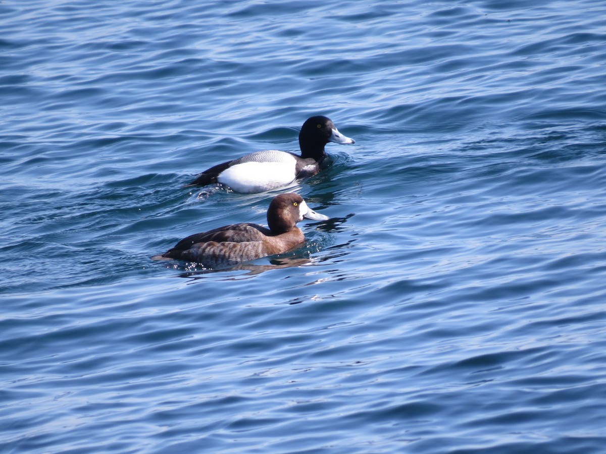 Greater Scaup - ML347660631