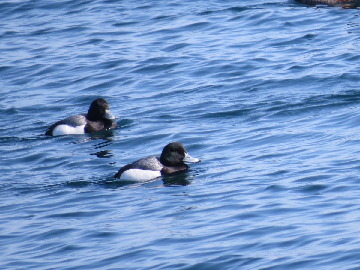 Greater Scaup - ML347660731