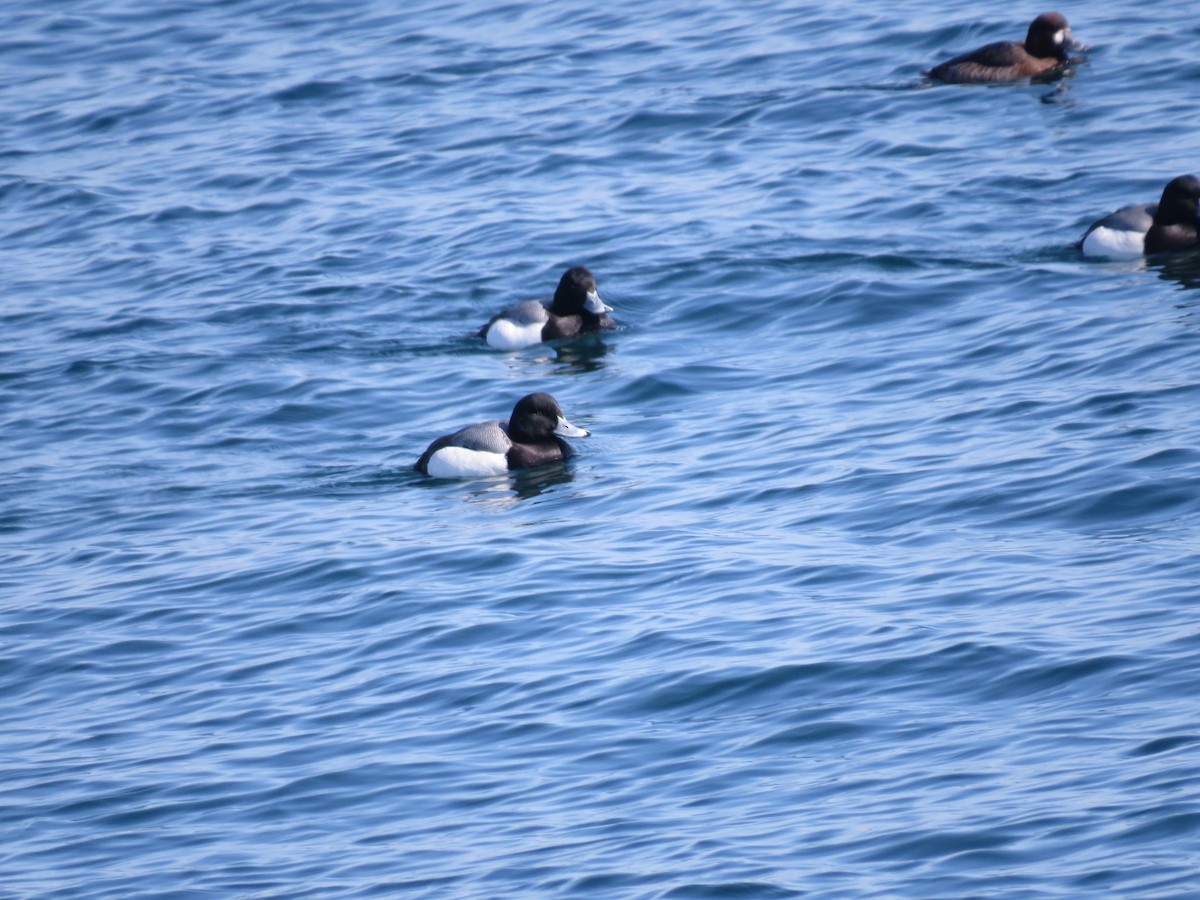 Greater Scaup - ML347660881