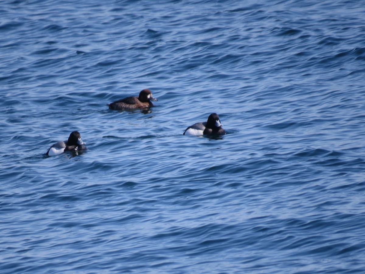 Greater Scaup - ML347660951