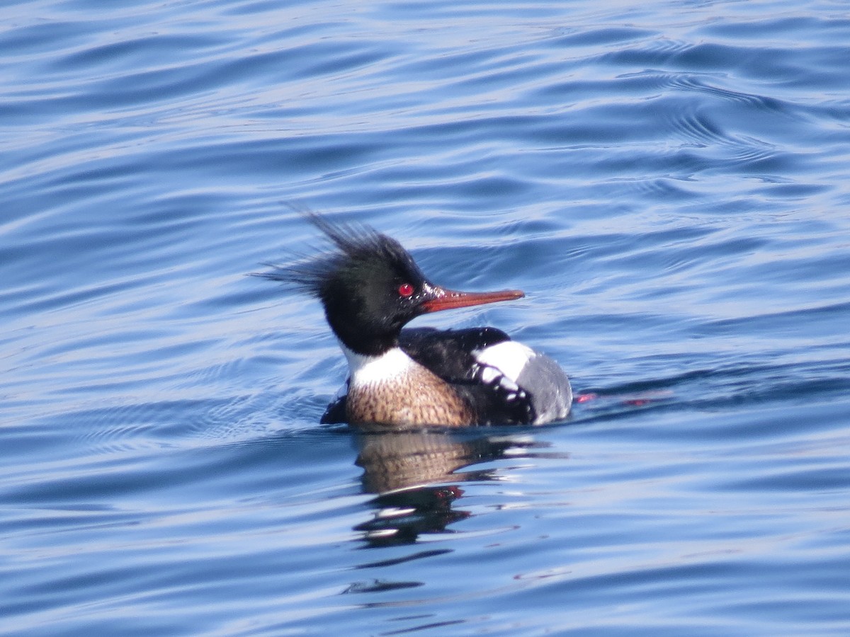 Red-breasted Merganser - ML347661091