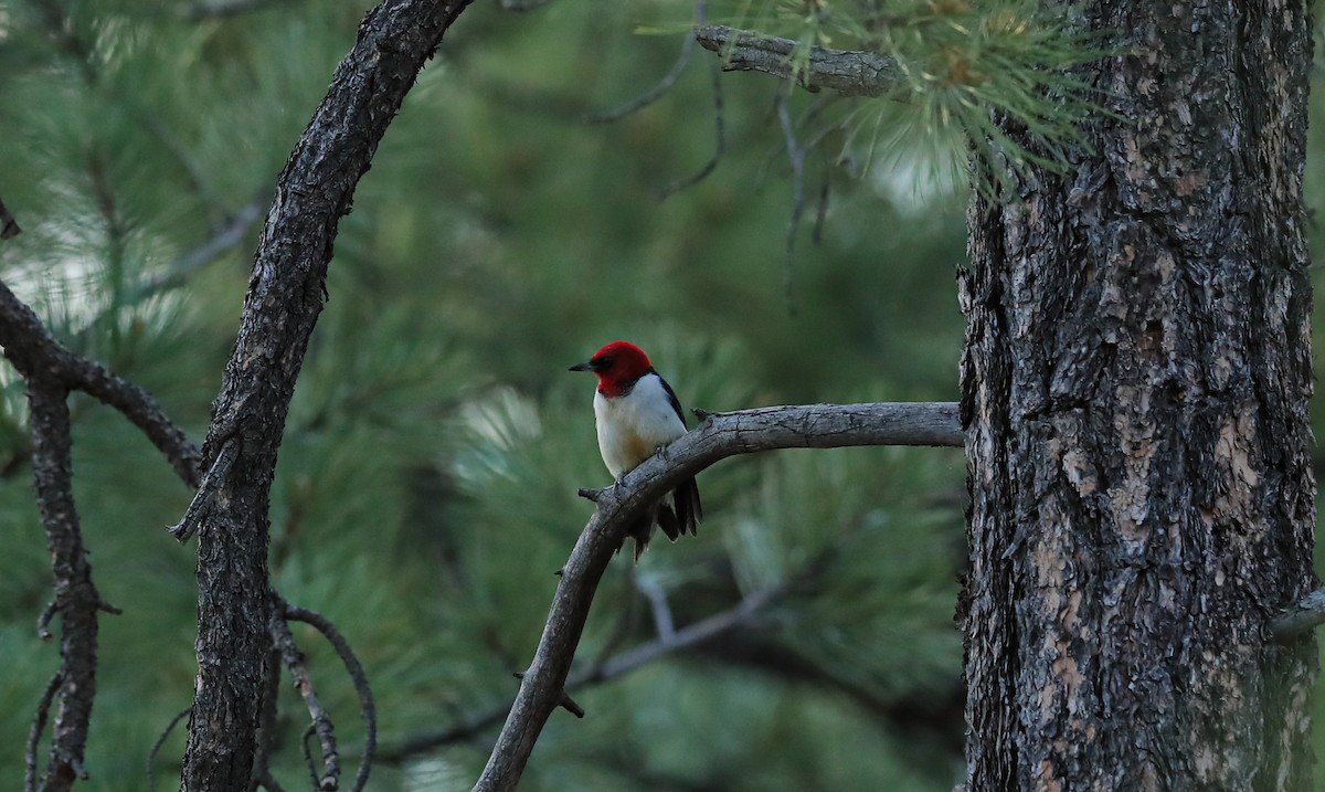 Red-headed Woodpecker - ML347662191