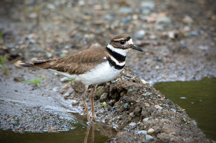 Killdeer - Clive Keen