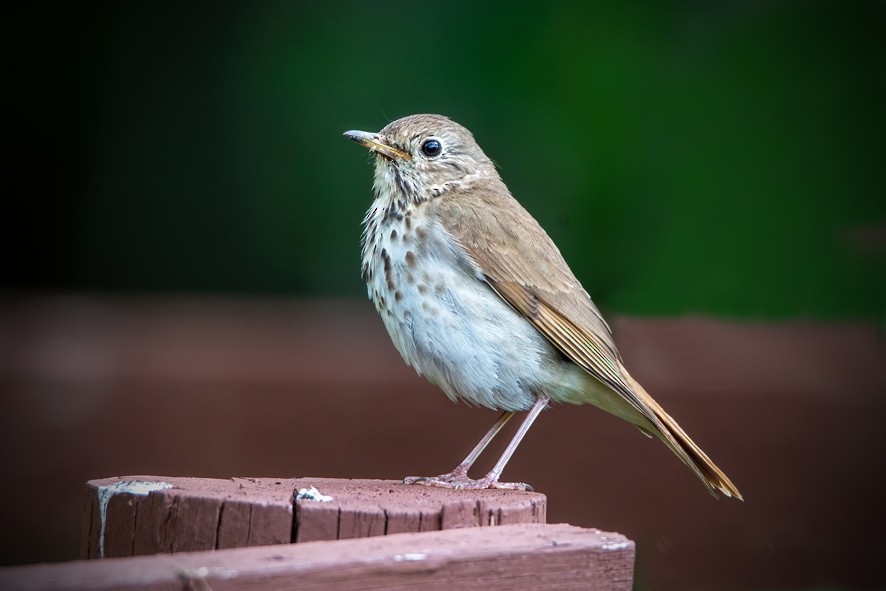 Hermit Thrush - Clive Keen