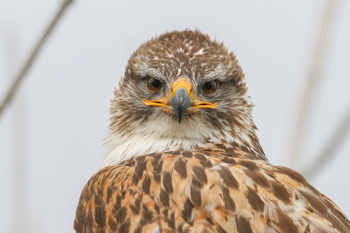 Ferruginous Hawk - ML347665831