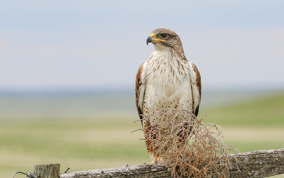 Ferruginous Hawk - Ethan Denton