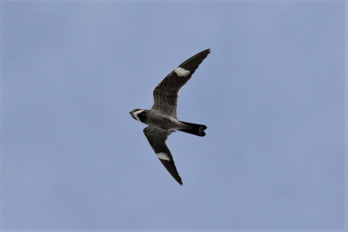 Common Nighthawk - 🦉Max Malmquist🦉