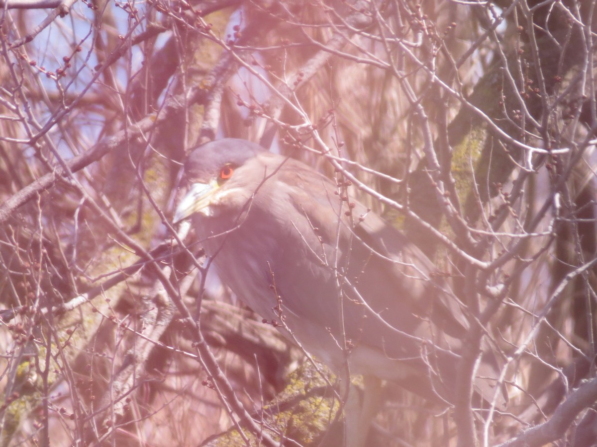 Black-crowned Night Heron - ML347666851