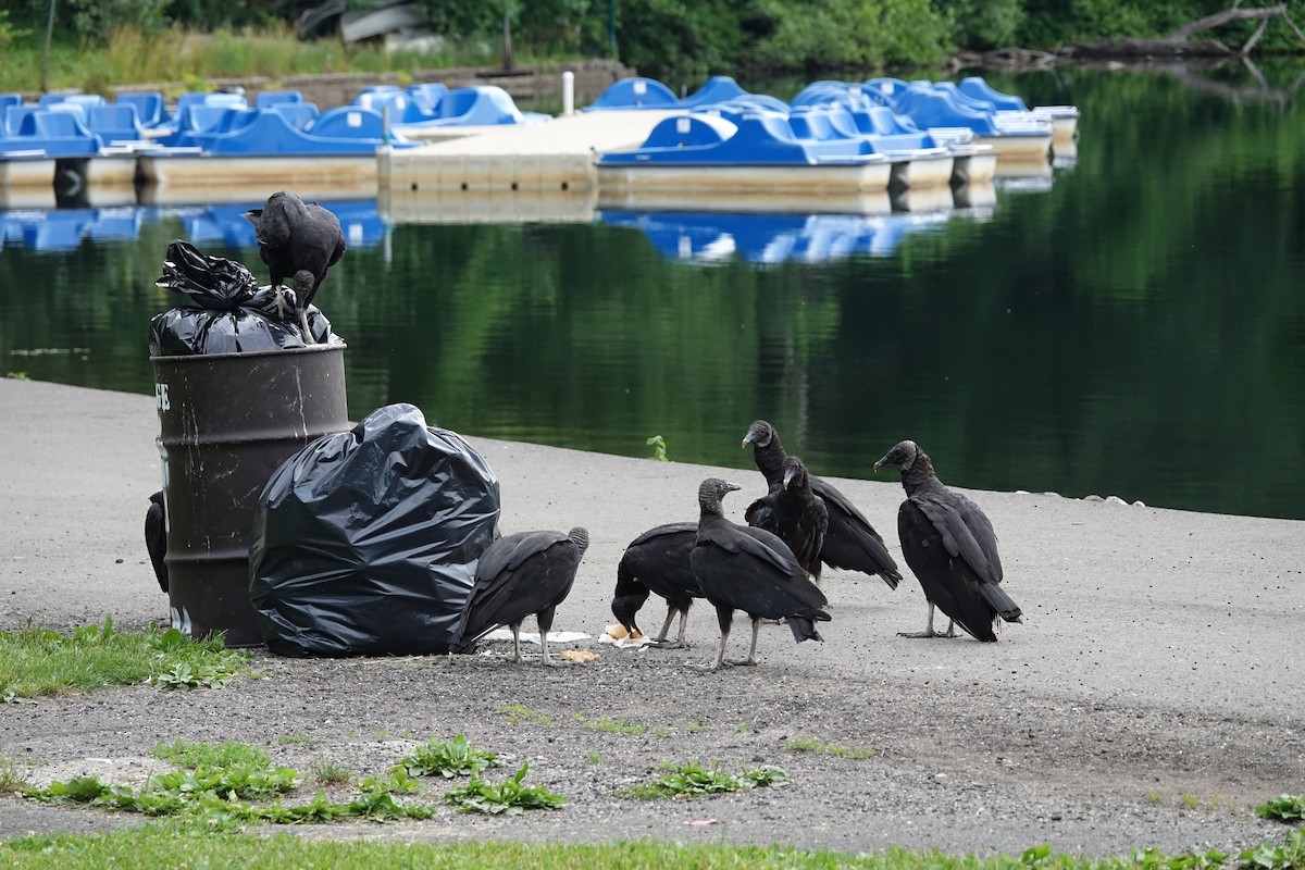 Black Vulture - ML347667501