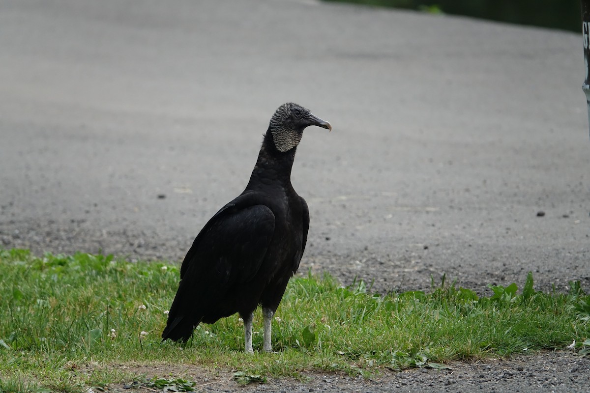 Black Vulture - ML347667511