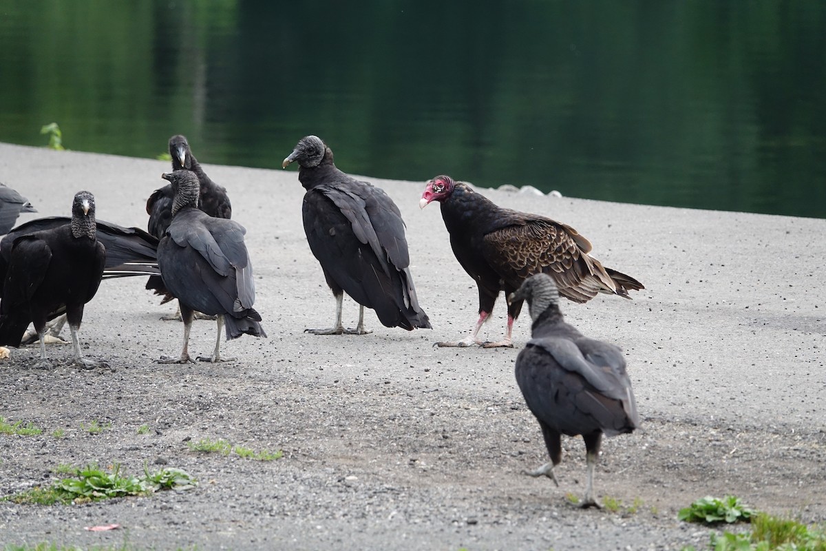 Black Vulture - ML347667531