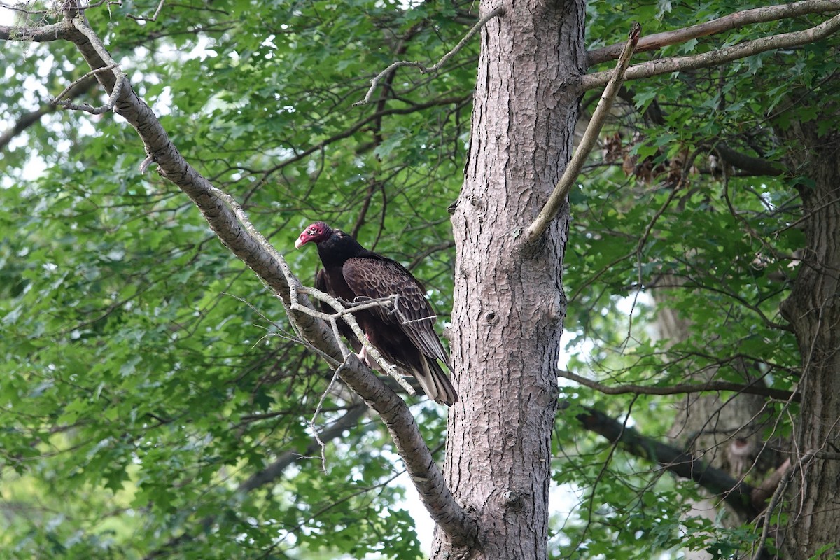 Turkey Vulture - ML347667711