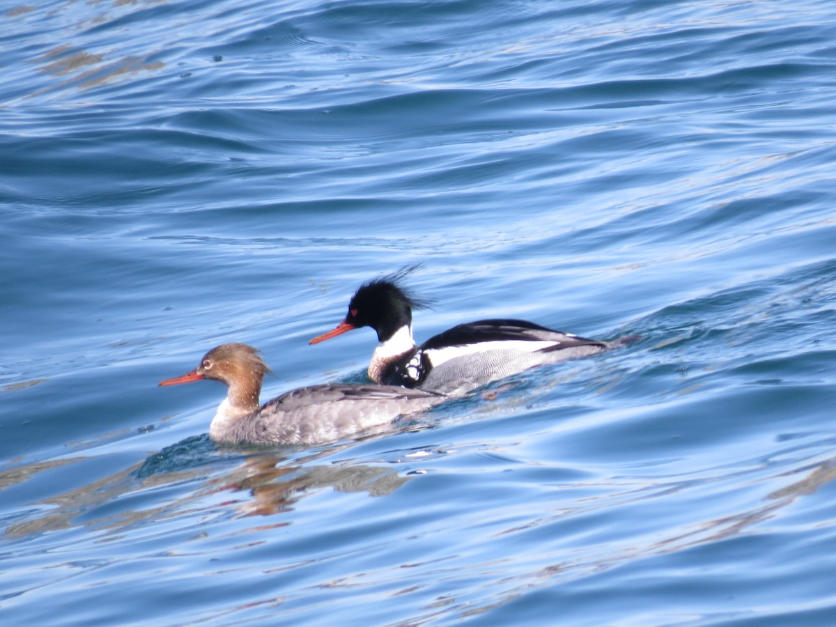 Red-breasted Merganser - tom cosburn