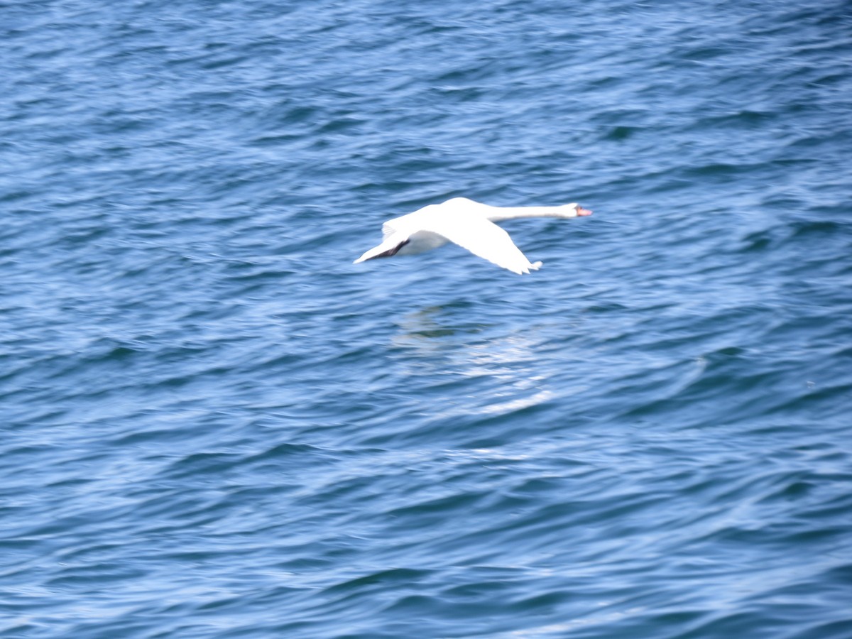 Mute Swan - ML347667981