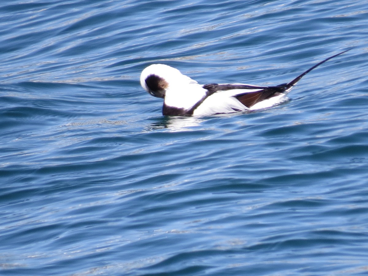Long-tailed Duck - ML347668001