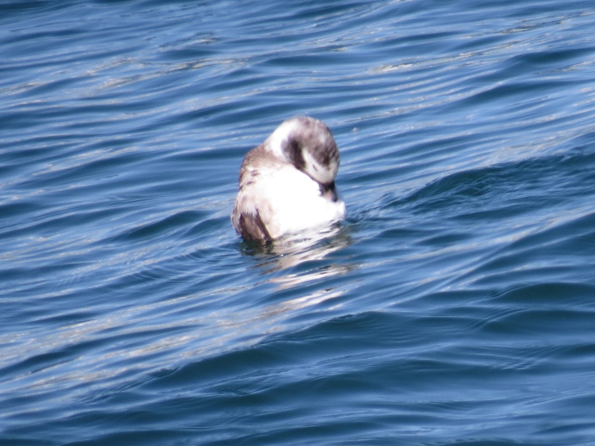 Long-tailed Duck - ML347668071