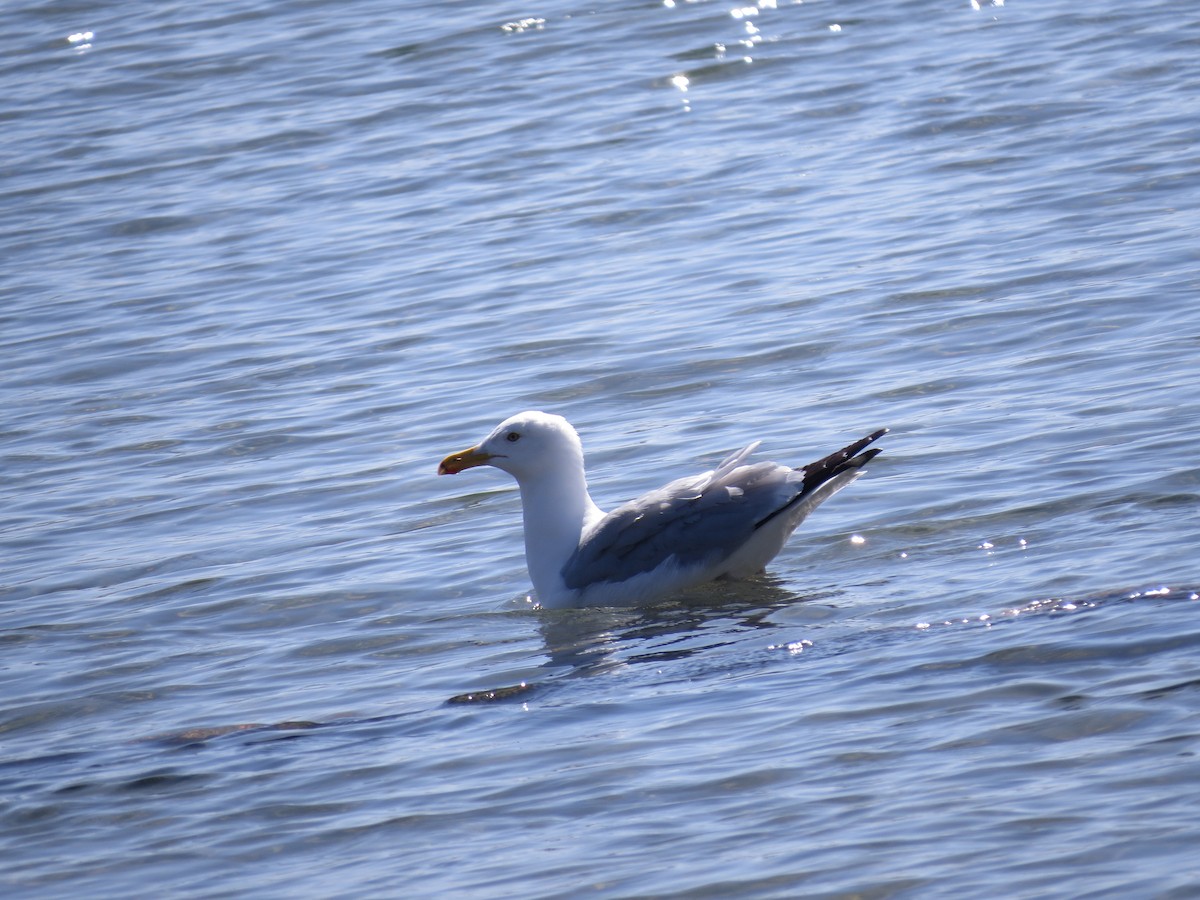 Herring Gull - ML347668131