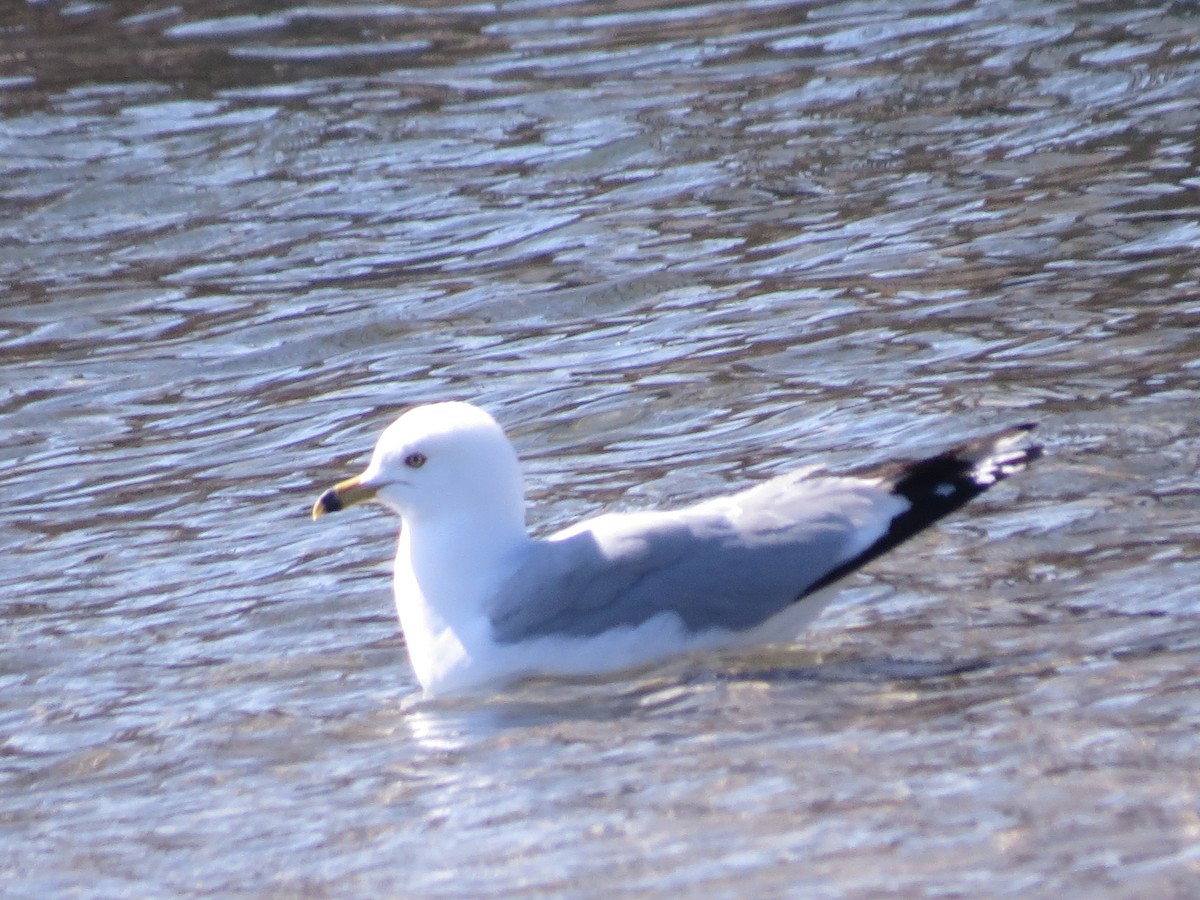 Ring-billed Gull - ML347668161