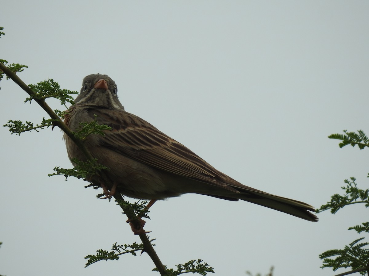 Bruant à cou gris - ML347668181