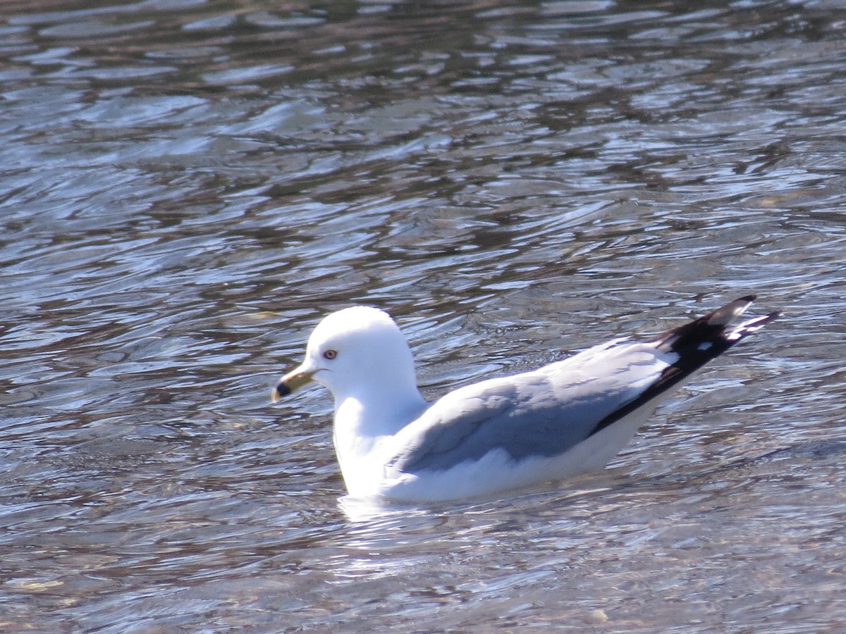 Ring-billed Gull - tom cosburn