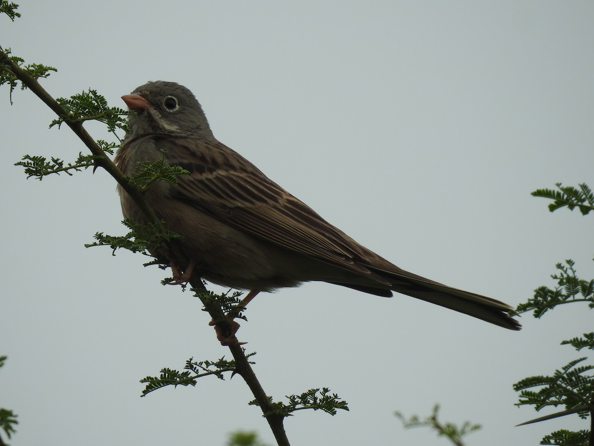 Gray-necked Bunting - KARTHIKEYAN R