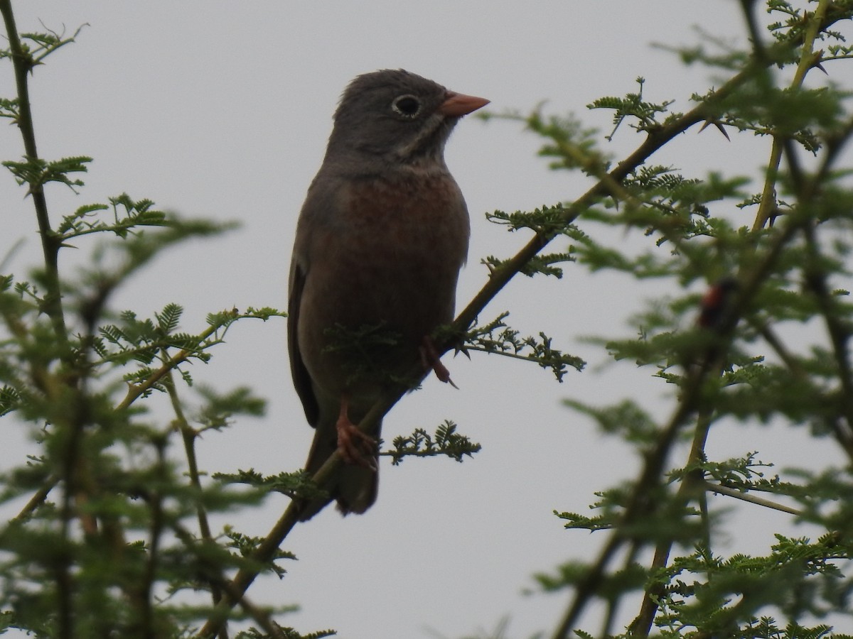 Gray-necked Bunting - KARTHIKEYAN R