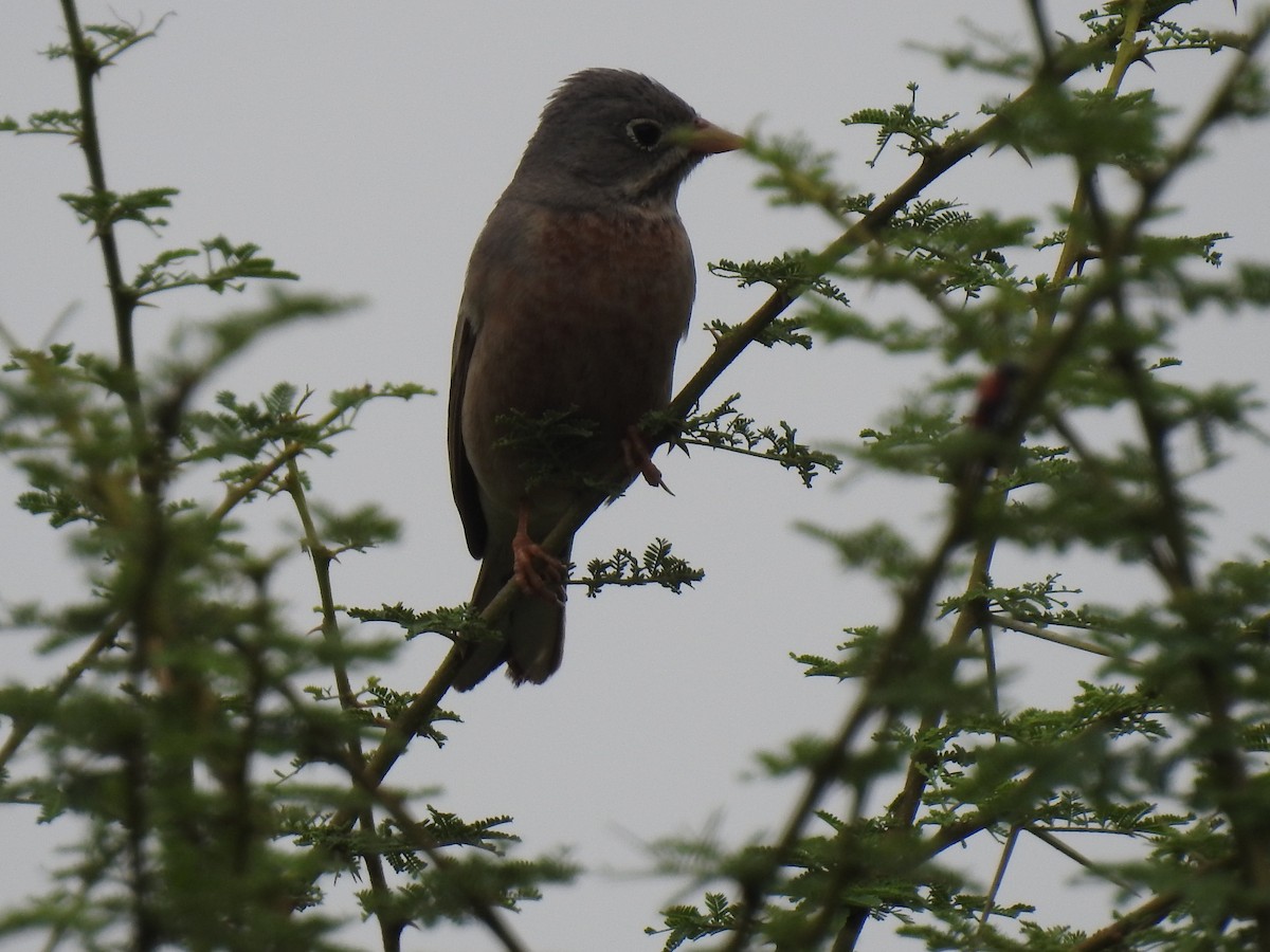 Gray-necked Bunting - KARTHIKEYAN R