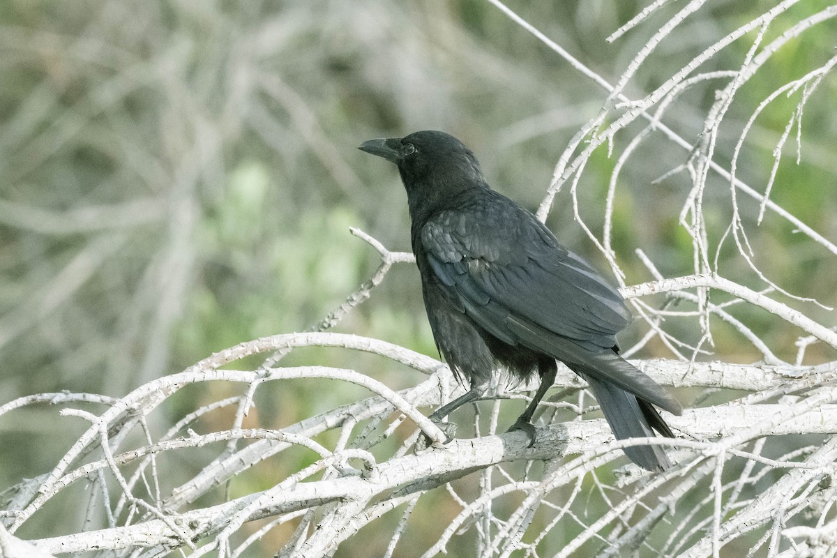 American Crow - ML347669171