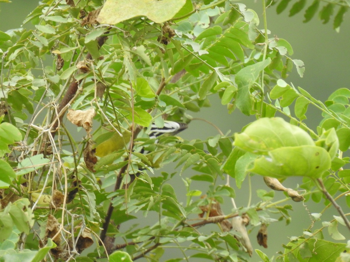 White-tailed Iora - KARTHIKEYAN R