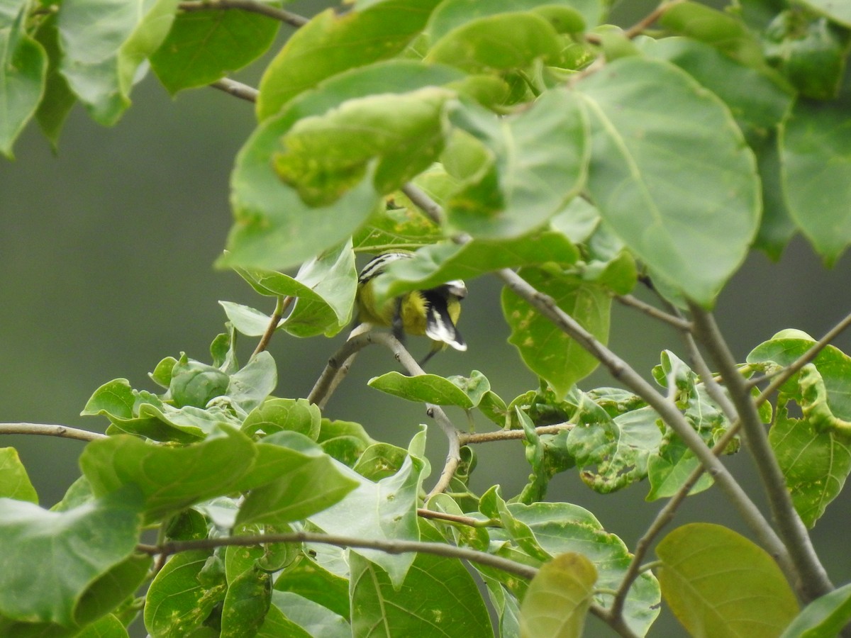 White-tailed Iora - KARTHIKEYAN R