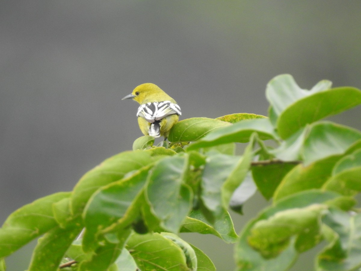 White-tailed Iora - KARTHIKEYAN R