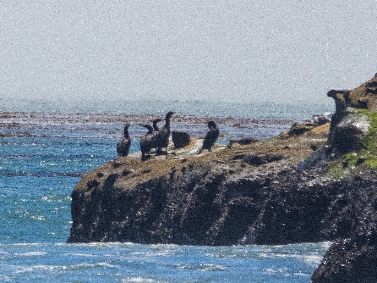 Brandt's Cormorant - Jim Dehnert