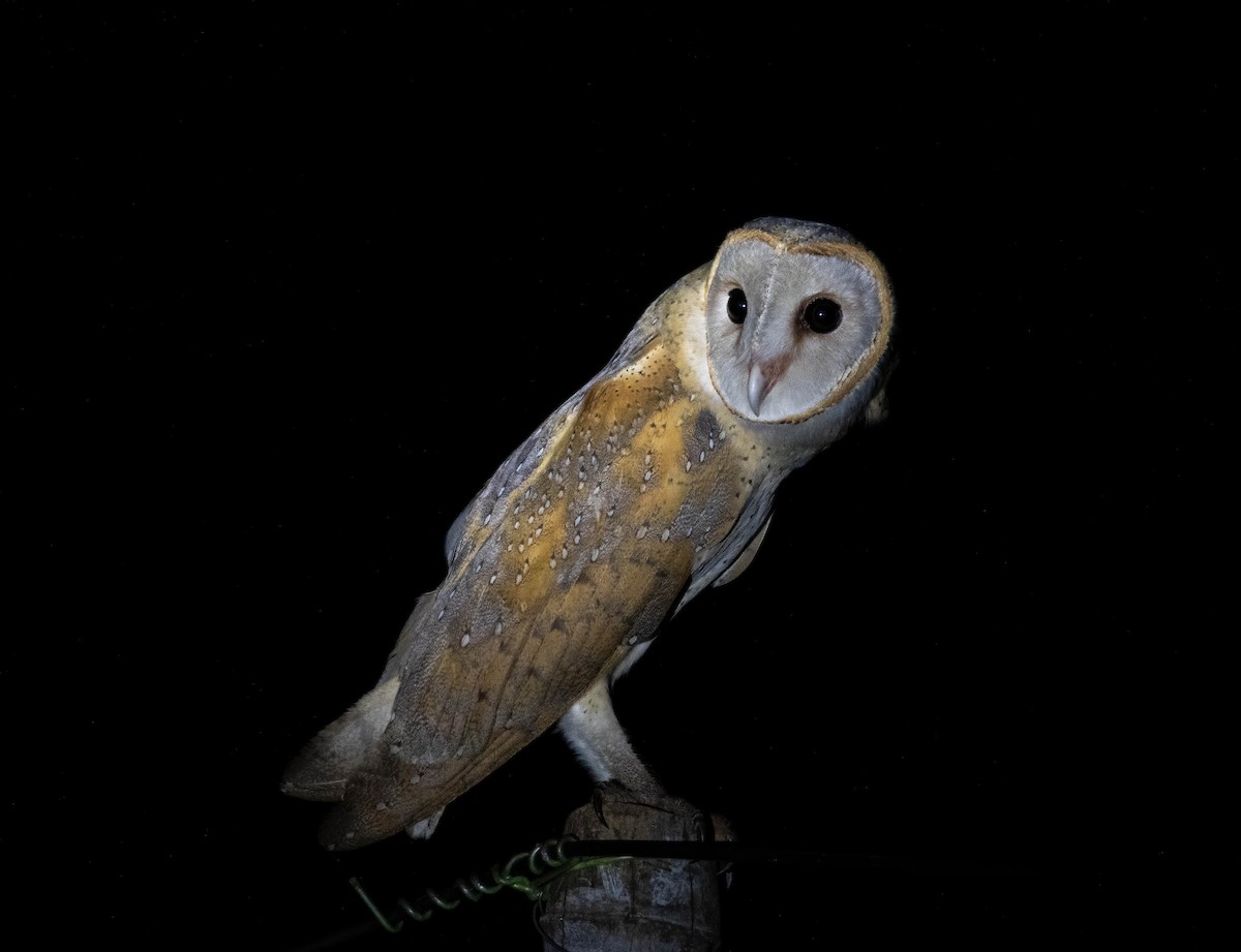 Barn Owl - ML347670211