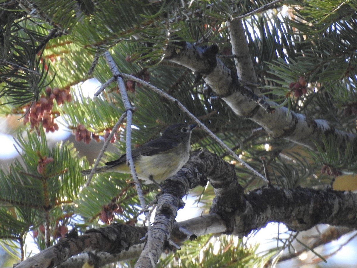 Cassin's Vireo - ML347671001