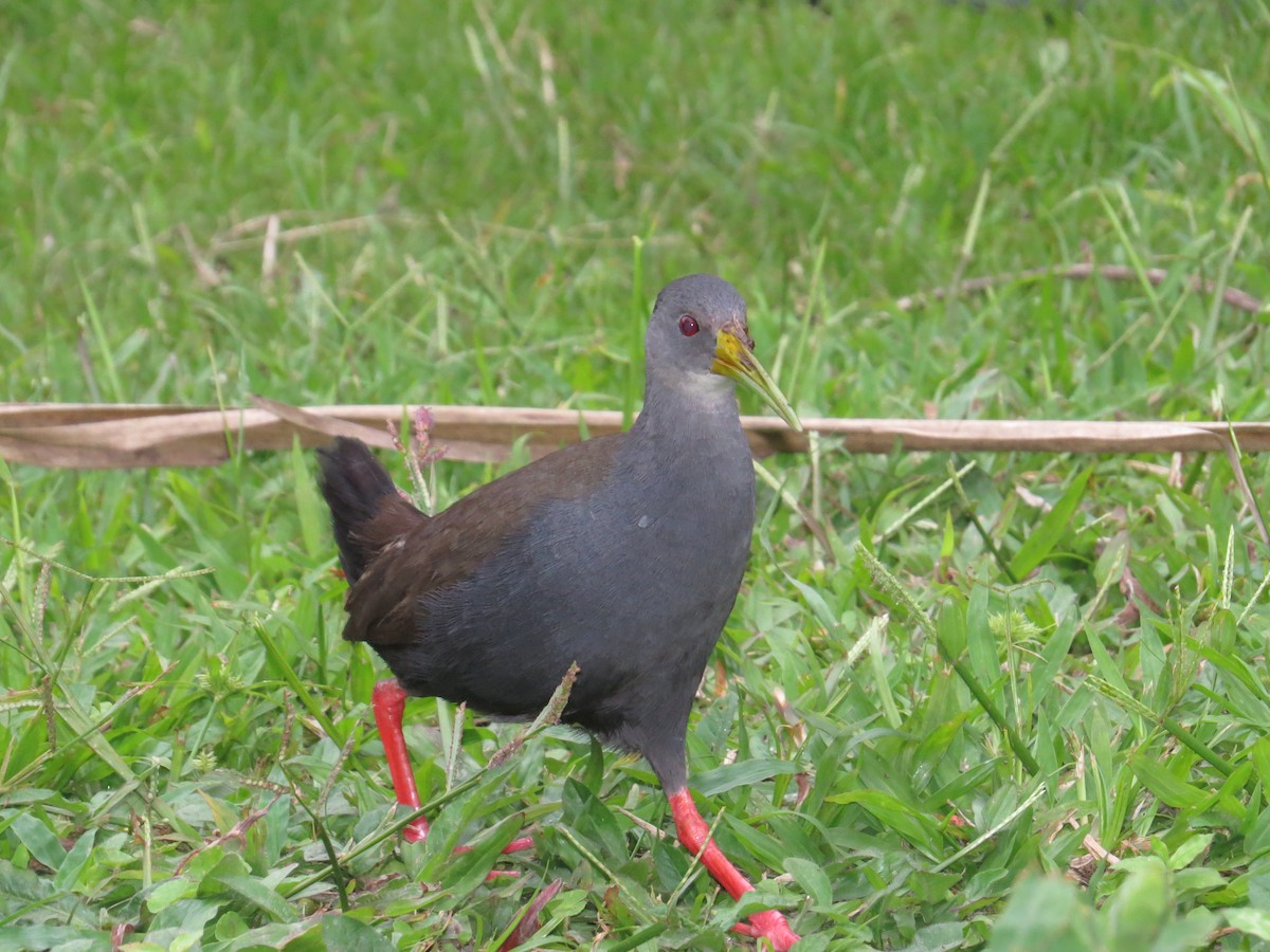 Blackish Rail - Mark Kosiewski