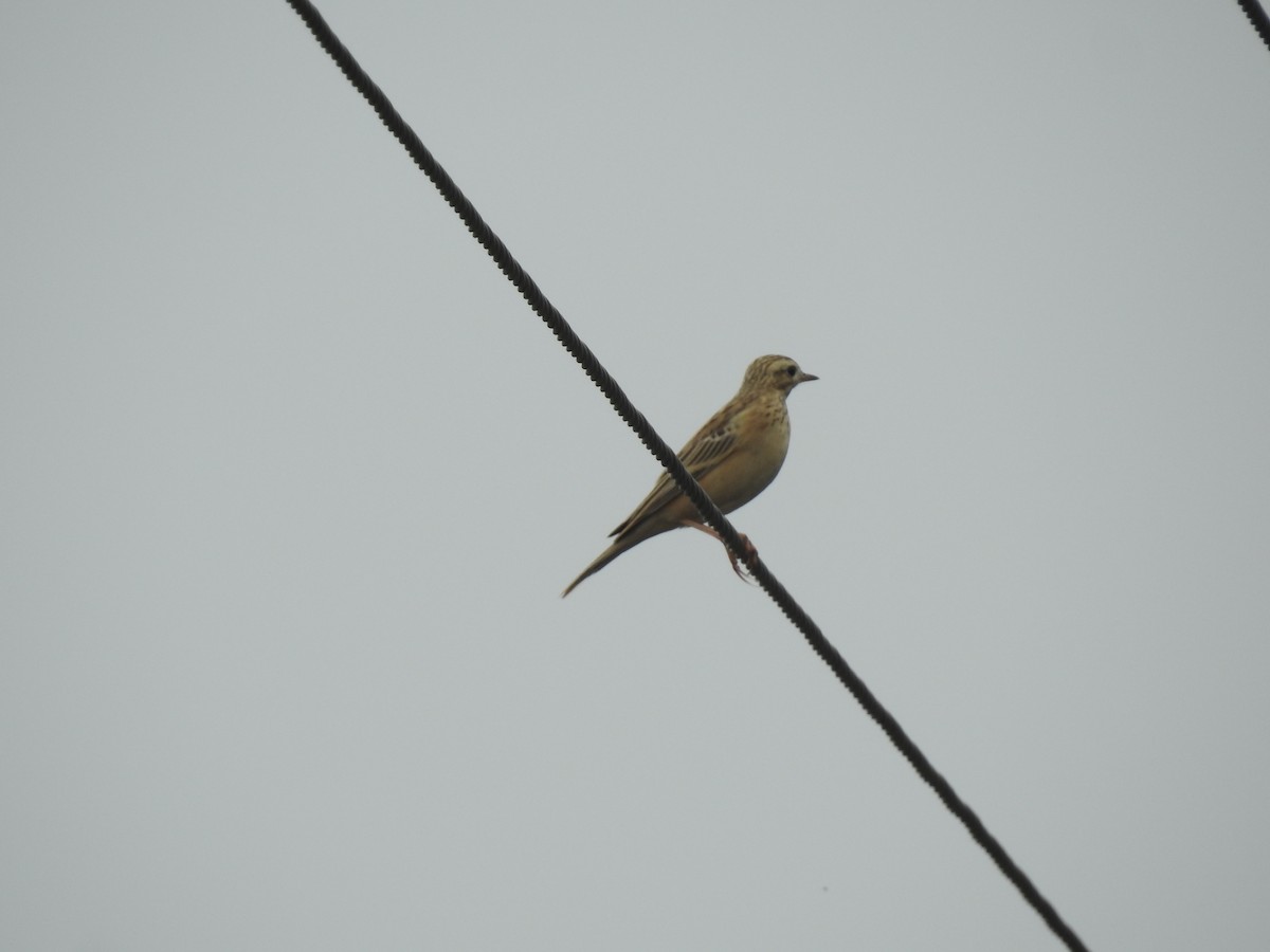 pipit sp. - KARTHIKEYAN R