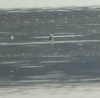 Red-necked Phalarope - Thorsten Hackbarth