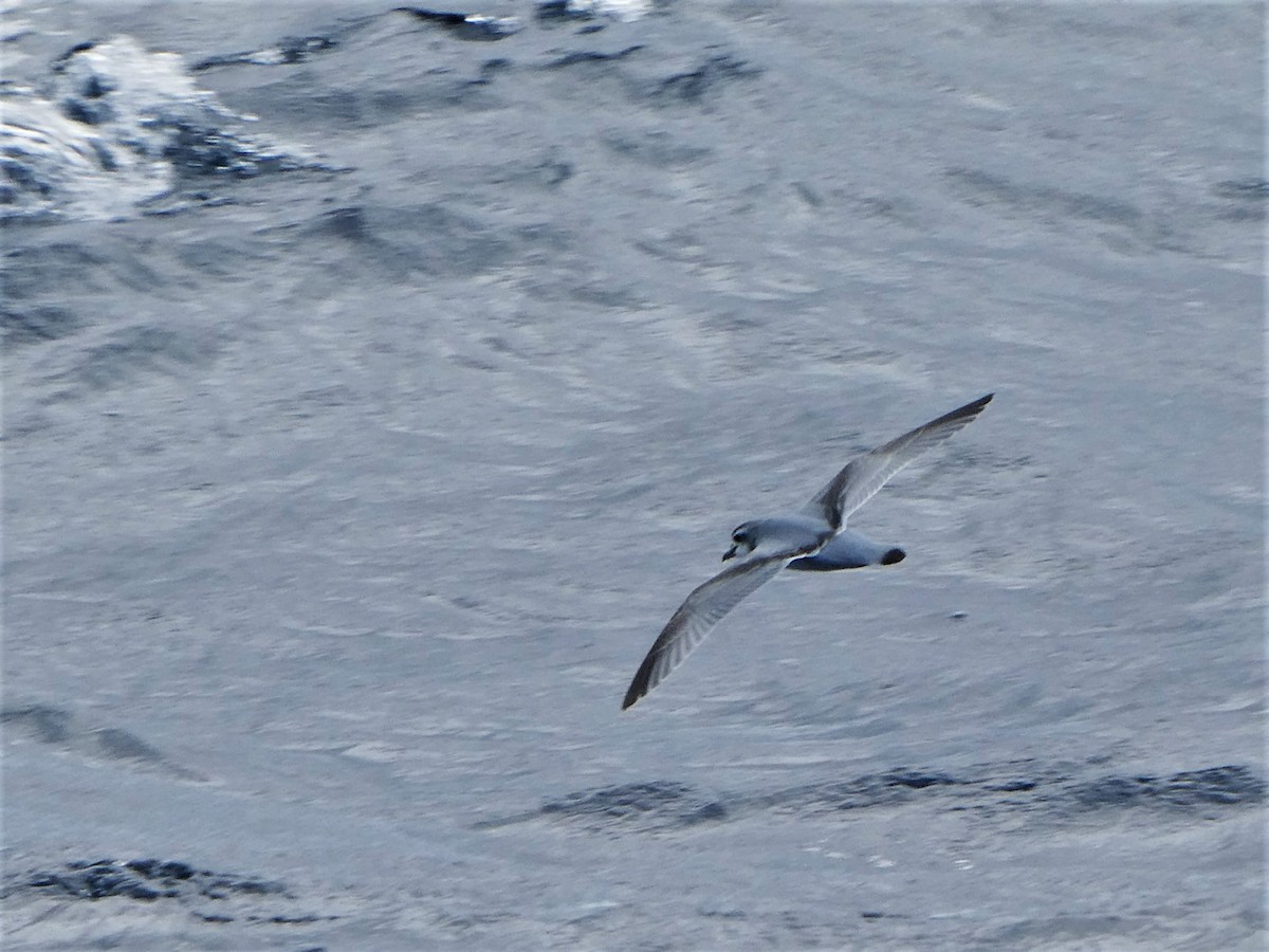 Antarctic Prion - ML347675801