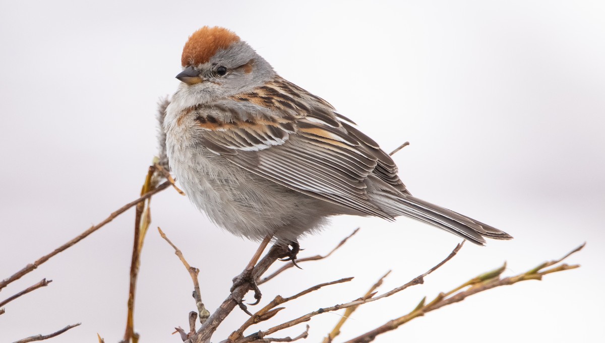 American Tree Sparrow - ML347676141