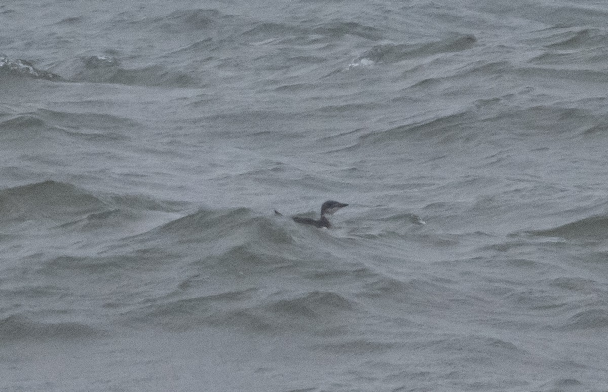 Thick-billed Murre - ML347677391