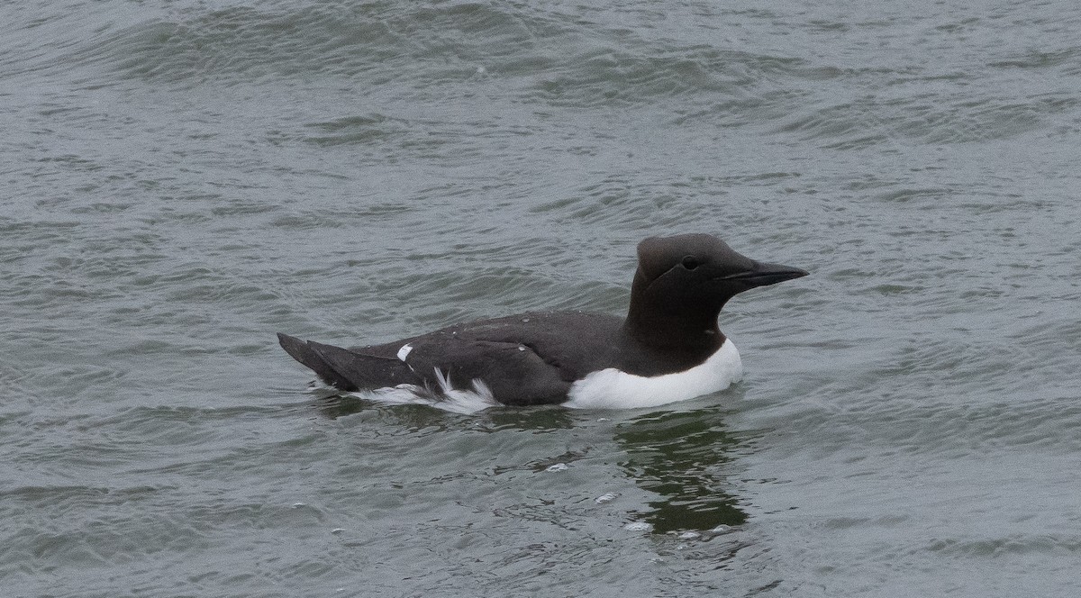 Guillemot marmette - ML347677521