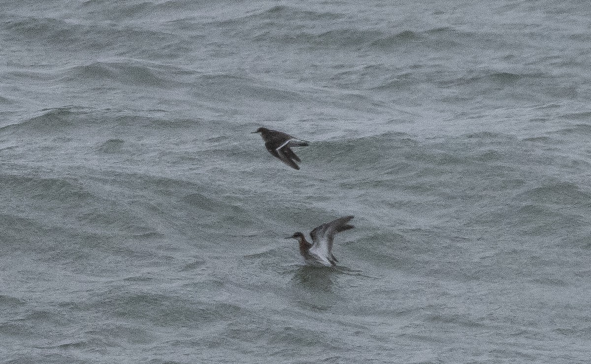 Red-necked Phalarope - ML347677551