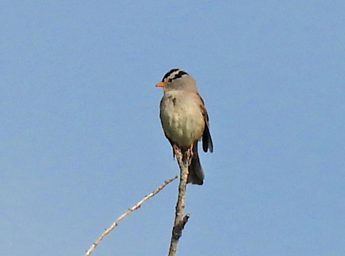 White-crowned Sparrow - ML347677561